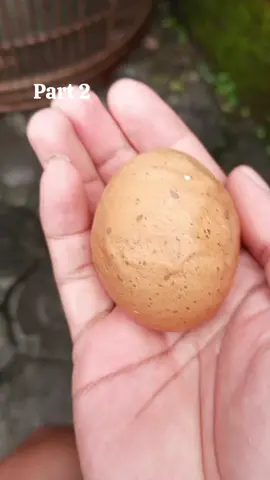 Telor bentuknya aneh part dua
