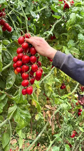 Cherry tomatoes #farming #tomato #agriculture #garden #satisfying 