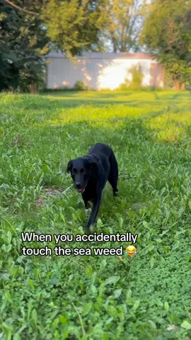 Rover is such a weenie 😂 #dog #dogsoftiktok #funny #labrador #rover 