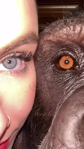 I think I like you… do you know whose beautiful brown eye this is? 👁️🦍❤️ • • • #chimpanzee #fyp #viral #animalsoftiktok #animaleye  