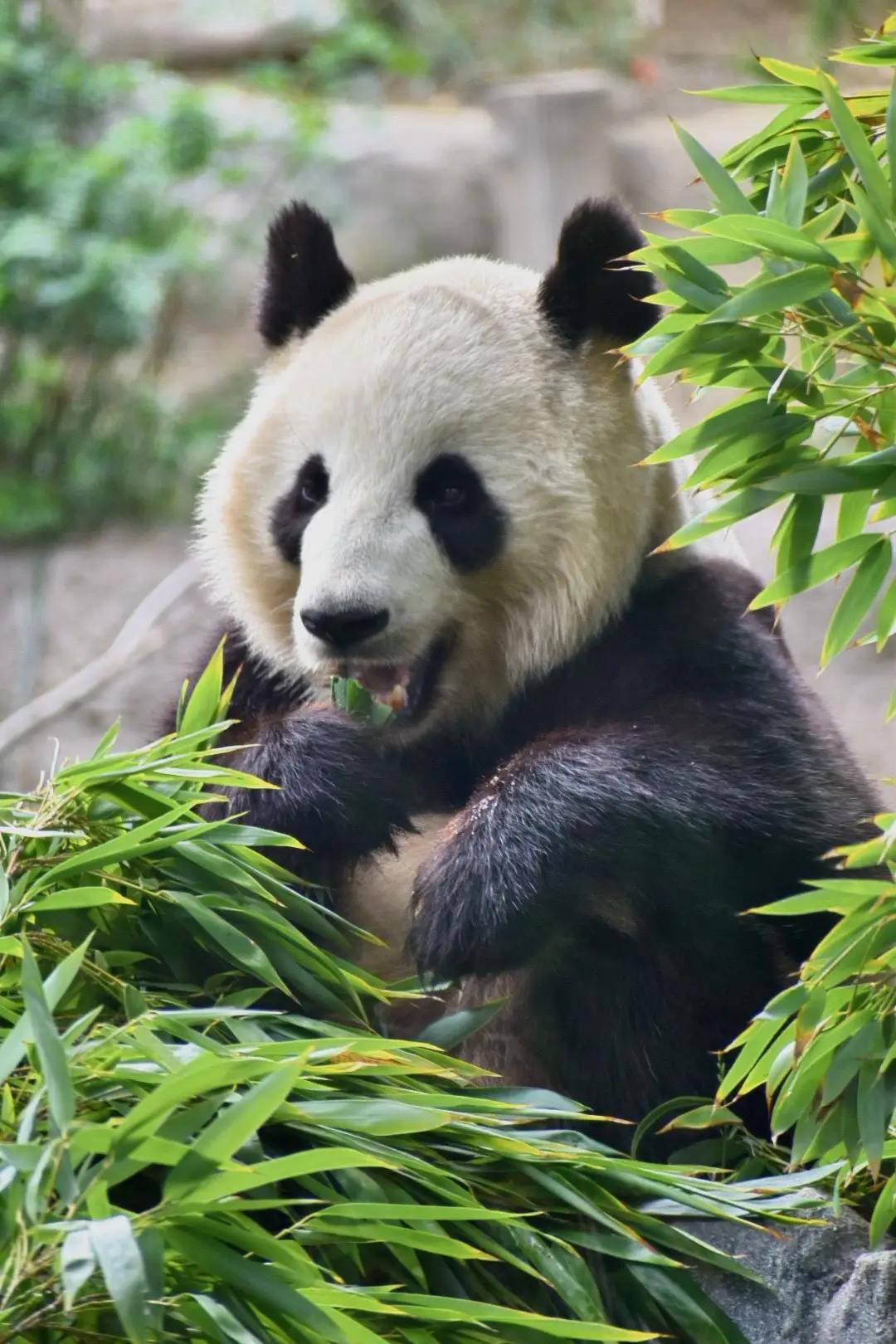 One of the best ways to spend a day in San Diego is strolling around the zoo looking at all the amazing animals and beautiful nature exhibits! If you’re a SD resident you can by an annual pass and get access any day of the week, anytime you want to! It’s basically a no brainer on how to spend a perfect day in the city #sandiego #sandiegozoo #sandiegolife #animalphotography #animals 