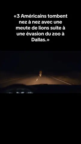 « QUE FERIEZ-VOUS DANS LEUR SITUATION ?😱En pleine nuit, 3 Américains se retrouvent face à 5 lions échappés d’un zoo à Dallas 🌑🦁… 🚨. Attends la FIN, c’est inimaginable. » #fyp #viral #incroyable #lions #buzz 