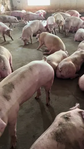 Giá heo ơi , mày chốn đi đâu hết rồi 🤣