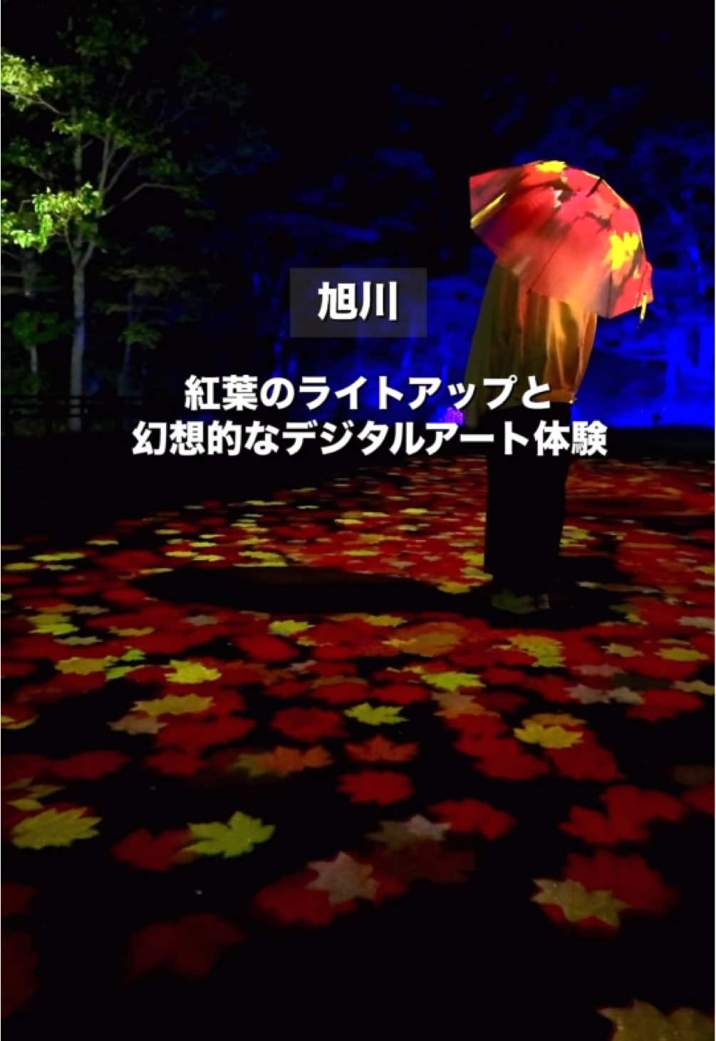 幻想的な紅葉のライトアップとデジタルアートイベントが今年も開催予定！ ※動画の映像は昨年のものです📷 人の動きに反応する映像が不思議で、紅葉谷を散策しながらお気に入りの場所を見つけて記念撮影できるのが楽しかった！ 入場時にもらえる「傘」にはデジタルアートを映すことができて、不思議なアート体験ができた！ ┏ ───────────────────────── ┓ @cozy_travel_hokkaido ⇒　 　北海道の旬な絶景・グルメ・お出かけスポットを巡る旅へ！ 次のお出かけや旅行の参考にしていただけると嬉しいです！ 忘れないように「保存」してね👍 ┗ ───────────────────────── ┛ ＿＿＿＿＿＿＿＿＿＿ スポット情報 ￣￣￣￣￣￣￣￣￣￣ 「層雲峡温泉 紅葉谷　奇跡のイルミネート8」 📍住　　所：北海道上川郡上川町層雲峡 📅イルミネーション期間：2025.9.14～10.13 ⏰イルミネーション時間：18:00-21:00（最終入場20:30） 💴紅葉谷　保全協力金　：￥1000（デジタルアートを楽しめる「傘」のプレゼントあり） 🚗駐車場　　　　　　　：あり（無料） 🚙 ³₃_ -_ -_ -_ -_ -_ -_ 🌳 _ -_ -_ -_ -_ -_ -_ 🛵🚲 北海道の旅は　@cozy_travel_hokkaido  👉 絶景を中心に旬な景色をお届け📨 👉お出かけスポットや季節の◯選の情報も📝 👉今おすすめのスポットやタイムリーな情報はストーリーズで👀 ＤＭ・コメントはお気軽にいただけると嬉しいです！ 🚙 ³₃_ -_ -_ -_ -_ -_ -_ 🌳 _ -_ -_ -_ -_ -_ -_ 🛵🚲 #北海道 #北海道観光 #北海道旅行 #旭川 #層雲峡  