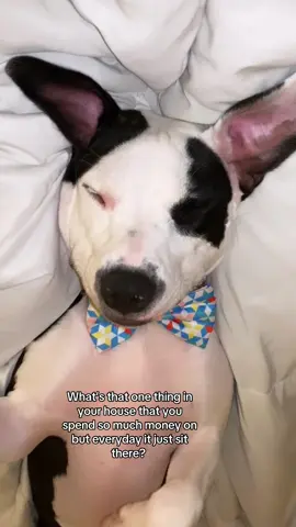 I’m an expensive gurl 😆🥰❤️#PetsOfTikTok #pitbull #dog #foryou #foryoupage 