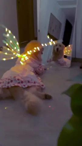 Asas de fada elfo luz elétrica borboleta simulação asas asas de anjo brinquedos luminosos infantis asas de borboleta Quem quiser o link pode me pedir o link que envio 🥰 ##dogsoftiktok##dogsofttiktok##dogsvideo##dogsfofos