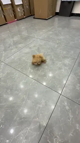 #cunyeu #dog #fyp #cute #bunquystoc 