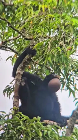 Owa Siamang Sumatera #symphalangussyndactylus #fyp 