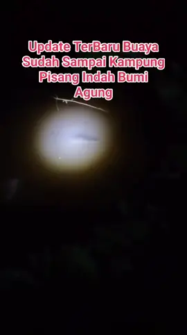 update terbaru buaya muara #buaya🐊 #bahaya #binatang 