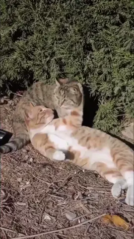 Funny Cat Moment 😀😂  #MeowTime #DailyCatDose #CatTok #FunnyCats #creatorsearchinsights 