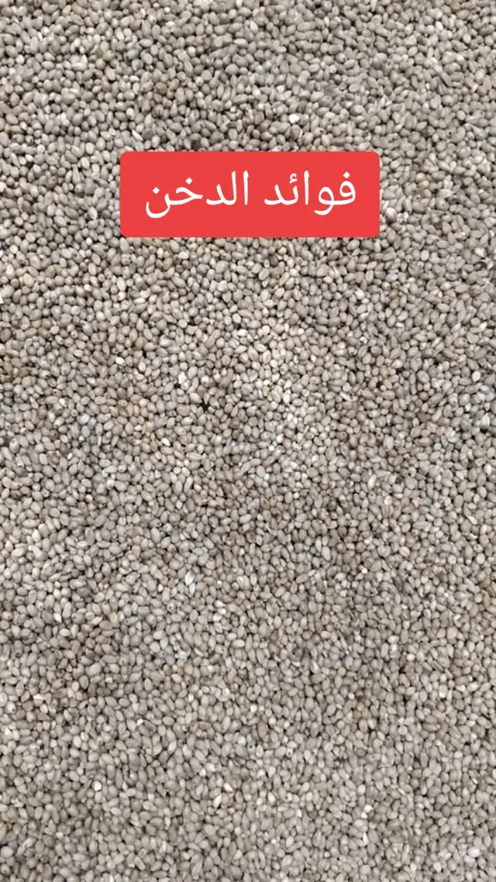 الدخن غني بالمغذيات مثل الألياف والبروتين والفيتامينات والمعادن ومضادات الأكسدة، ويوفر فوائد صحية تشمل تحسين الهضم وصحة القلب، المساعدة في تنظيم نسبة السكر في الدم والكوليسترول، والمساهمة في الشعور بالشبع والتحكم بالوزن [1، 2]. كما أنه خالٍ من الجلوتين، مما يجعله خيارًا آمنًا للأشخاص الذين يعانون من حساسية القمح أو مرض السيلياك، ويعد مصدرًا للطاقة ومفيدًا لصحة الشعر [2، 4، 5]. الفوائد الصحية الرئيسية: خالٍ من الجلوتين: يعتبر الدخن آمنًا للأشخاص الذين يعانون من حساسية القمح أو مرض السيلياك، حيث لا يحتوي على الجلوتين [2، 4]. مصدر ممتاز للألياف: تساعد الألياف الموجودة في الدخن على تحسين حركة الأمعاء، وتنظيم سكر الدم، وخفض الكوليسترول الضار، وتعزيز الشعور بالشبع [1، 2]. غني بالبروتين: يوفر الدخن كمية جيدة من البروتين النباتي، وهو مفيد للنباتيين ولمن يرغبون في زيادة البروتين في نظامهم الغذائي [1، 2]. مصدر للفيتامينات والمعادن: يحتوي على فيتامينات B والحديد والمغنيسيوم والزنك، وهي معادن تدعم وظائف الجسم الحيوية مثل تحويل الطعام إلى طاقة وتنظيم ضغط الدم [2، 10]. صحة القلب والأوعية الدموية: بفضل محتواه من المغنيسيوم والبوتاسيوم، يمكن للدخن المساعدة في خفض ضغط الدم وتقليل خطر الإصابة بأمراض القلب [2، 3]. دعم التحكم بالوزن: تساعد الألياف العالية في الدخن على الشعور بالامتلاء والشبع لفترة أطول، مما يساهم في التحكم في الشهية والوزن.  مضادات الأكسدة: يحتوي الدخن على مضادات الأكسدة التي تحمي خلايا الجسم من التلف الناتج عن الجذور الحرة [1، 2].  زيادة مستويات الطاقة: المغنيسيوم الموجود في الدخن يساعد في تحويل الطعام إلى طاقة، مما يمكن أن يساعد في مكافحة التعب.  فوائد إضافية:  صحة الشعر: يستخدم مستخلص الدخن في بعض المكملات الغذائية لدعم صحة الشعر، ومعالجة تساقطه، وزيادة كثافته. بديل صحي للحبوب: يعتبر الدخن حبوبًا كاملة مغذية ومتنوعة، ويمكن استخدامه كبديل صحي للأرز في الوجبات الغذائية [1، 15]. #الخميس  #الدرب  #CapCut 