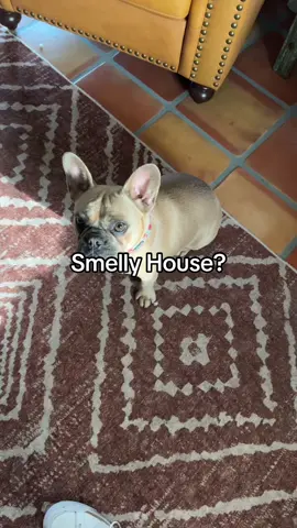 If you have dogs or you love a house that just smells clean and fresh you definitely need a diffuser. This scent diffuser is so awesome. I use it every day. ##Diffuser##TikTokShopLaborDaySale##HomeDiffuser##creatoricons#sp#spotlightfinds