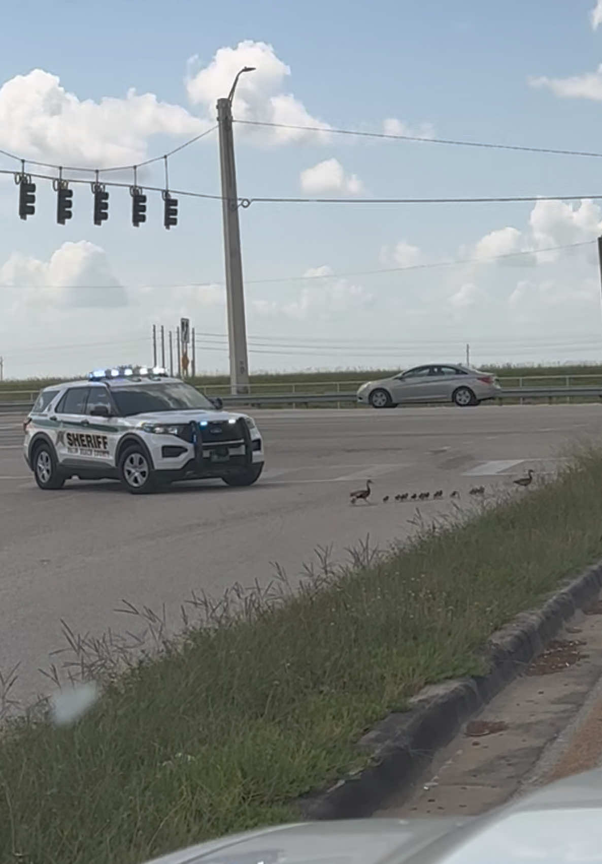 Crying rn cuz I’m so happy the cop stopped traffic to help them cross safely 🥹 @PBSO  #ducks #duckcrossing #ducklings #family #animals 