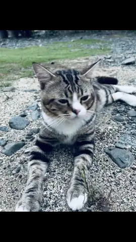 #kucing#cat#fyp #mentahanfotolive