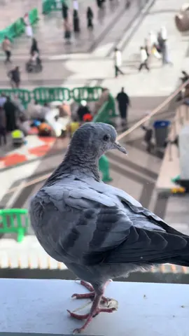 Pigeon❤️#MADINAH #vairal_video_tiktok_trendingforyo #viral #saudiarabia🇸🇦 #foryou 