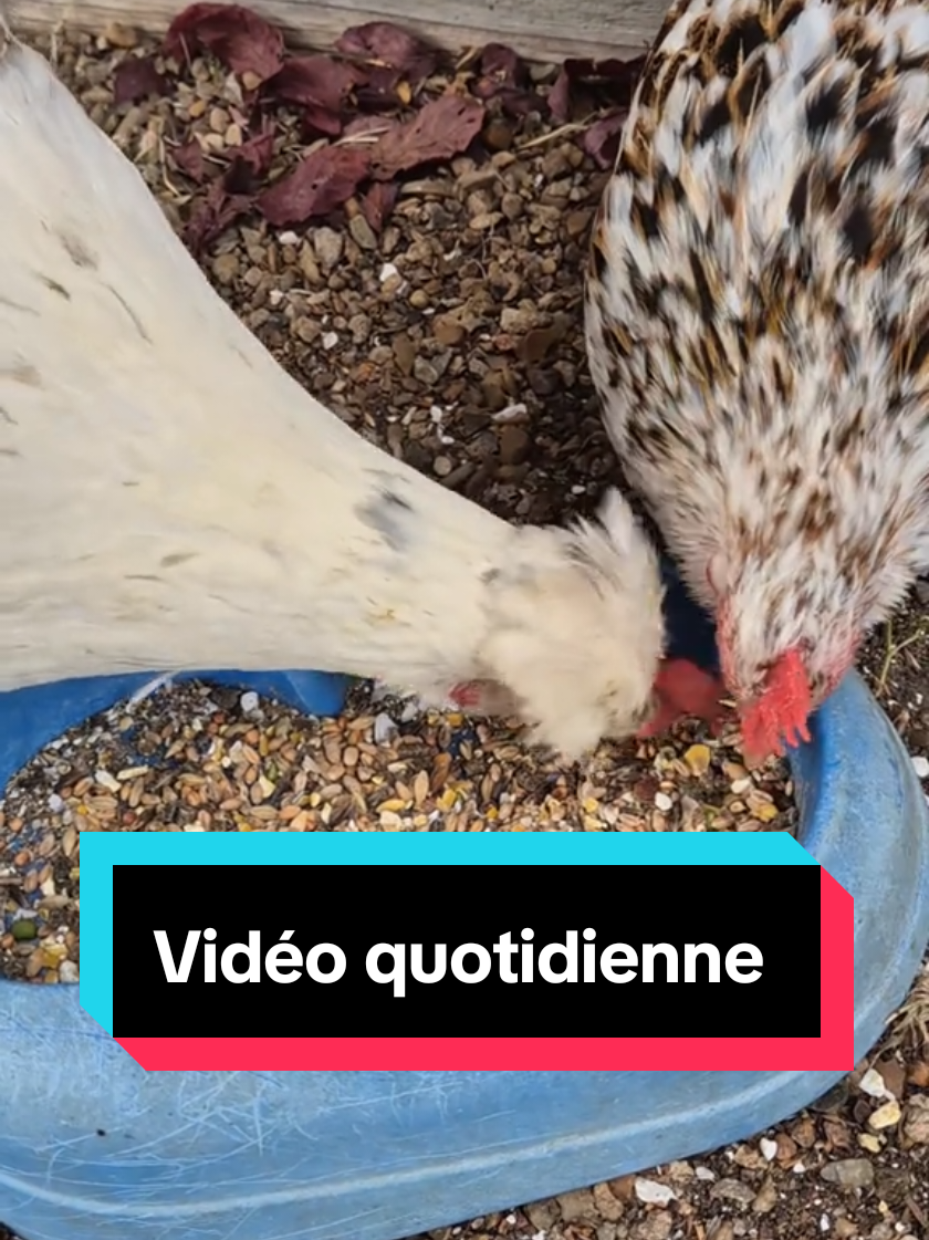 Vidéo quotidienne des poules #poules #poulailler #oeufs  #pekinbantam #ameraucana 