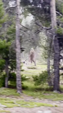 We actually caught Bigfoot on camera!? #Bigfoot #bigfootsighting #sasquatch 