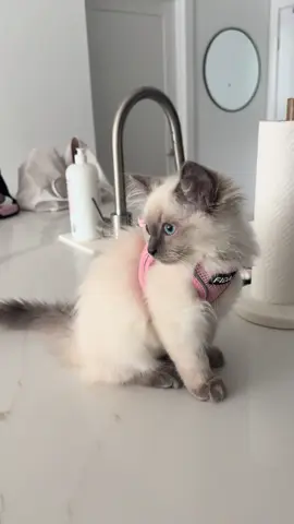 she is so proud she to in her xxxxs harness for the first time 💖🎀🐱 #fyp #cat #catsoftiktok #kitten #viral 