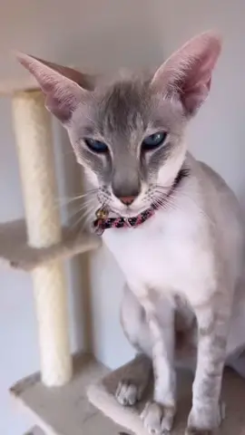 #orientalkittens #cats #kitty #instacat #kitten #kittens #kittycat #siamese #oriental #siamesecat #sia #ori #osh #siamesecats #nakedcat #orientalcat #orientalshorthair #cattuso #orientalcats #orientalcatsworld #orientalstyle