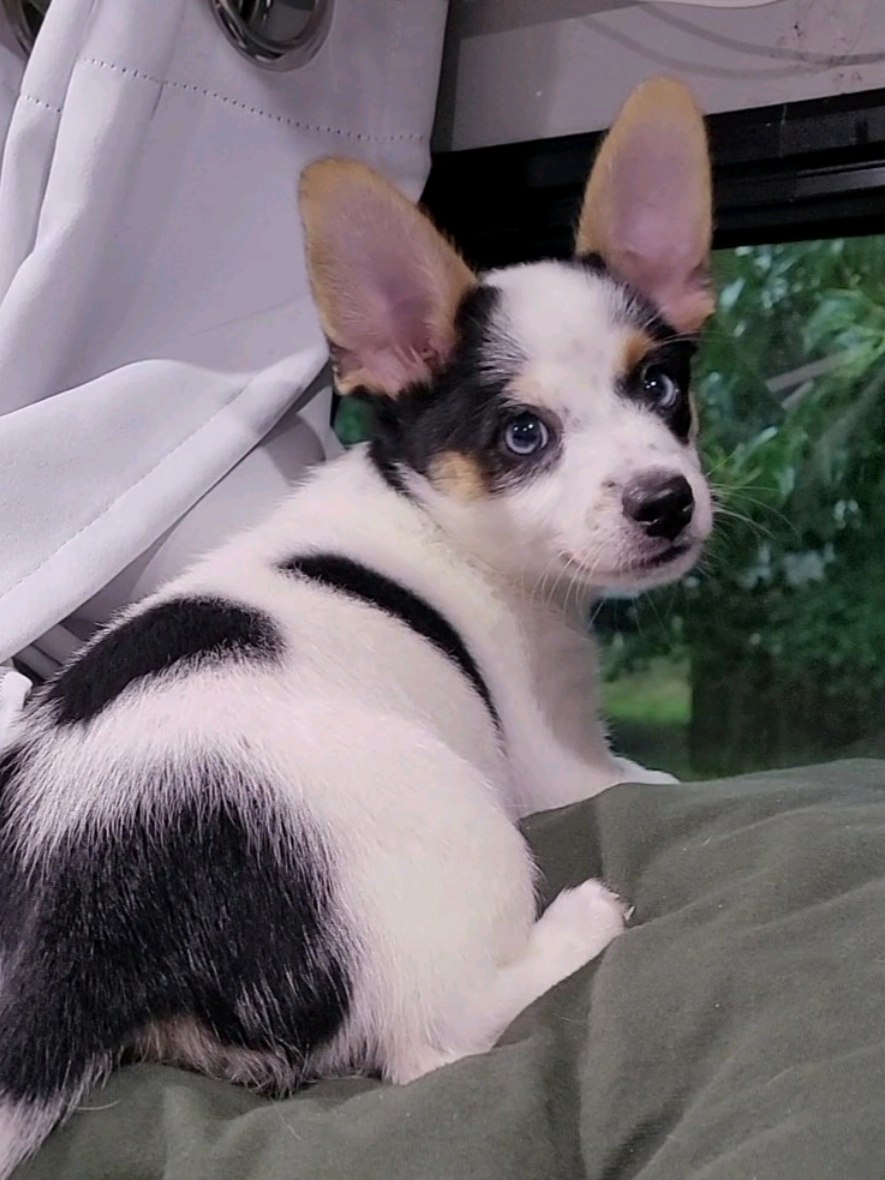 Every time Yuri logs in… 👀 did she go viral yet or nah? 🐾 #fyp #dogsoftiktok #funnydogs #viralcheck   #puppytok 