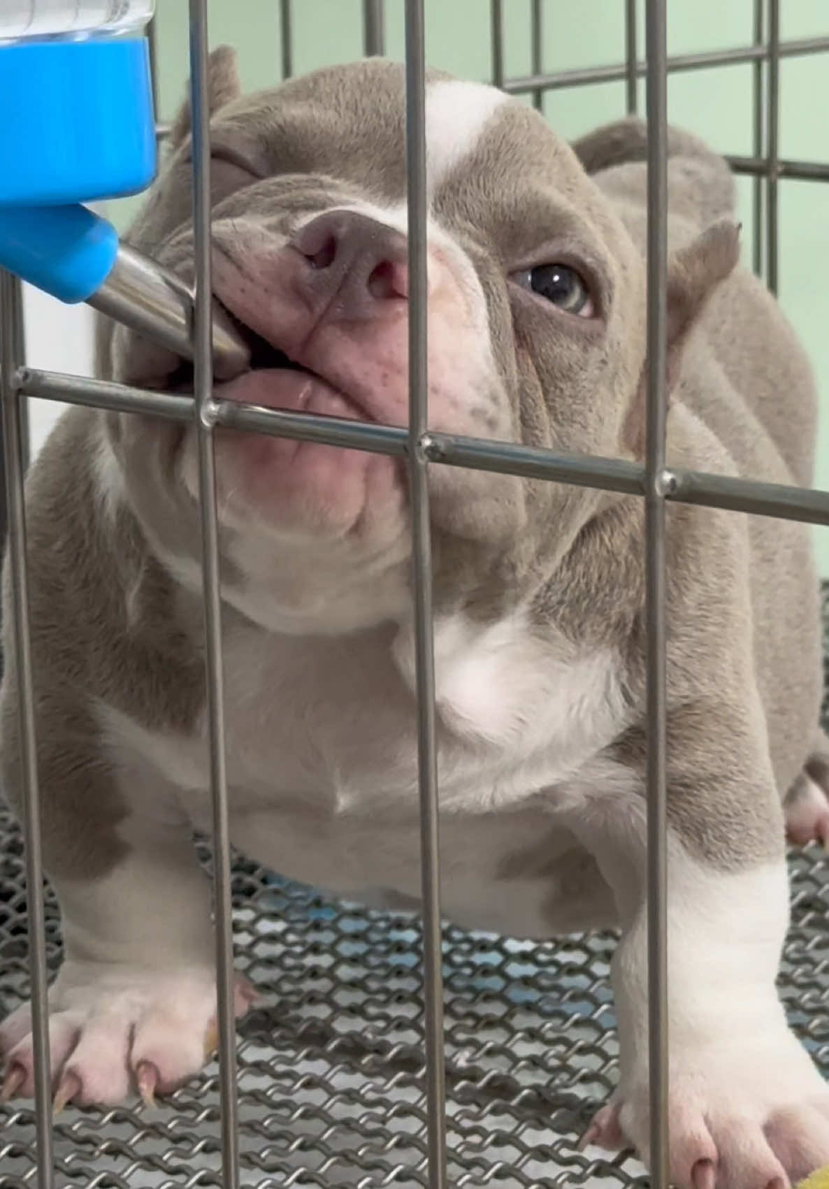 #americanbully #americanbullypuppy #exoticbully #บลูลี่ขอนแก่น #CapCut 