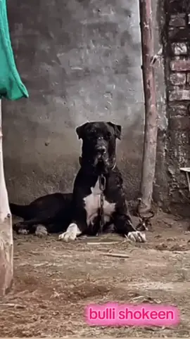 #dogsoftiktok #bullishokeen #bullykuttalovers #mahsabdhanyal #foryoupage❤️❤️ 