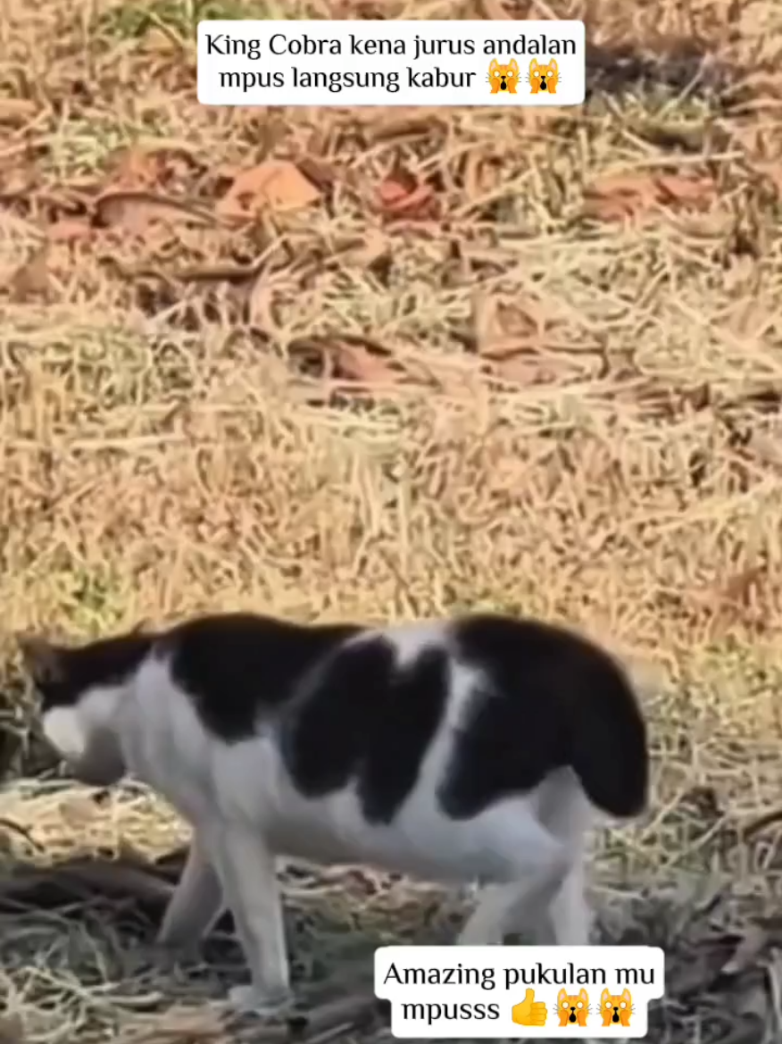 2 kali pukulan langsung Kabung si King 🐍 🙀🤣 #kucinglucu #hewanlucu #funny #catlover #cats 