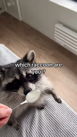 I’m number 1 tbh  #raccoonsoftiktok #fyp #raccoontok 