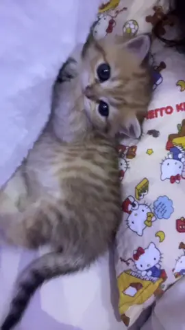 So cute #cutecat #pet #kucing #kitty 