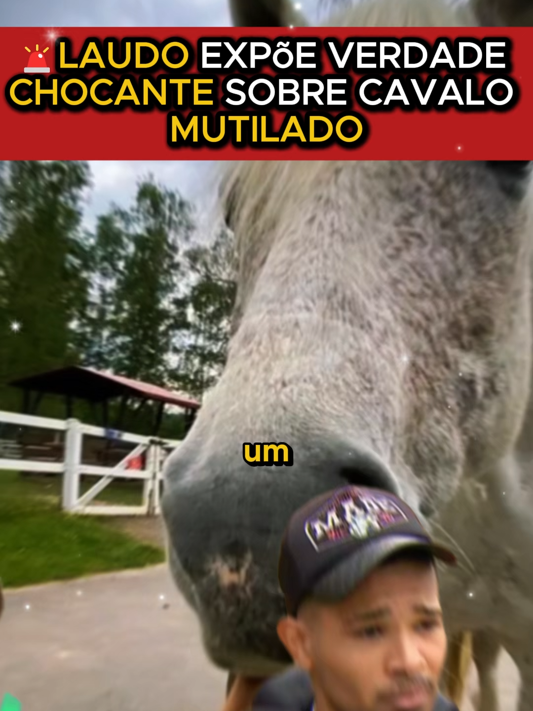 Homem tirou as Patas do Cavalo em Bananal SP | vídeo completo cavalo bananal | video do cavalo sem as patas bananal #cavalo #banana #andreyguilherme
