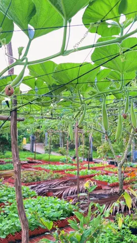 #danbau #rausachnhatrong🌱 #caitaodattrongrau #suhuongtiktok #xuhuongtiktok @Hương NÈ??? 
