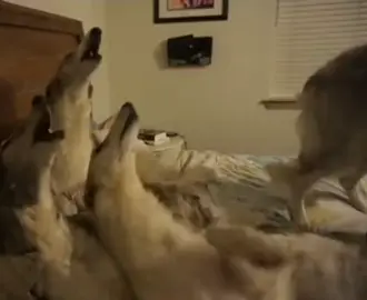 i will never stop posting borzois ‎ ‎ ‎ ‎ ‎ ‎ ‎ ‎ ‎ ‎ ‎ ‎ ‎ ‎ ‎ ‎ ‎ ‎ ‎ ‎ ‎ ‎ ‎ ‎ ‎ ‎ ‎ ‎ ‎ ‎ ‎ ‎ ‎ ‎ ‎ ‎ ‎ ‎ ‎ ‎ ‎ ‎ ‎ ‎ ‎ ‎ ‎ ‎ ‎ ‎ ‎ ‎ ‎ ‎ ‎ ‎ ‎ ‎ ‎ ‎ ‎ ‎ ‎ ‎ ‎ ‎ ‎ ‎ ‎ ‎ ‎ ‎ ‎ ‎ ‎ ‎ ‎ ‎ ‎ ‎ ‎ ‎ ‎ ‎ ‎ ‎ ‎ ‎ ‎ ‎ ‎ ‎ ‎ ‎ ‎ ‎ ‎ ‎ ‎ ‎ ‎ ‎ ‎ ‎ ‎ ‎ ‎ ‎ ‎ ‎ ‎ ‎ ‎ ‎ ‎ ‎ ‎ ‎ ‎ ‎ ‎ ‎ ‎ ‎ ‎ ‎ ‎ ‎ ‎ ‎ ‎ ‎ ‎ ‎ ‎#borzoi #borzois #foryoupage #fyp #russianwolfhound 