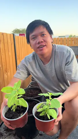 มาปลูกกระเพากัน คนไทยในอิสราเอล #คนไทยในอิสราเอล🇹🇭🇮🇱  #คนไทยในอิสราเอล  #เชฟไทยในอิสราเอล🇹🇭🇹🇭🍣🇮🇱🇮🇱  #เชฟไทยในอิสราเอล 