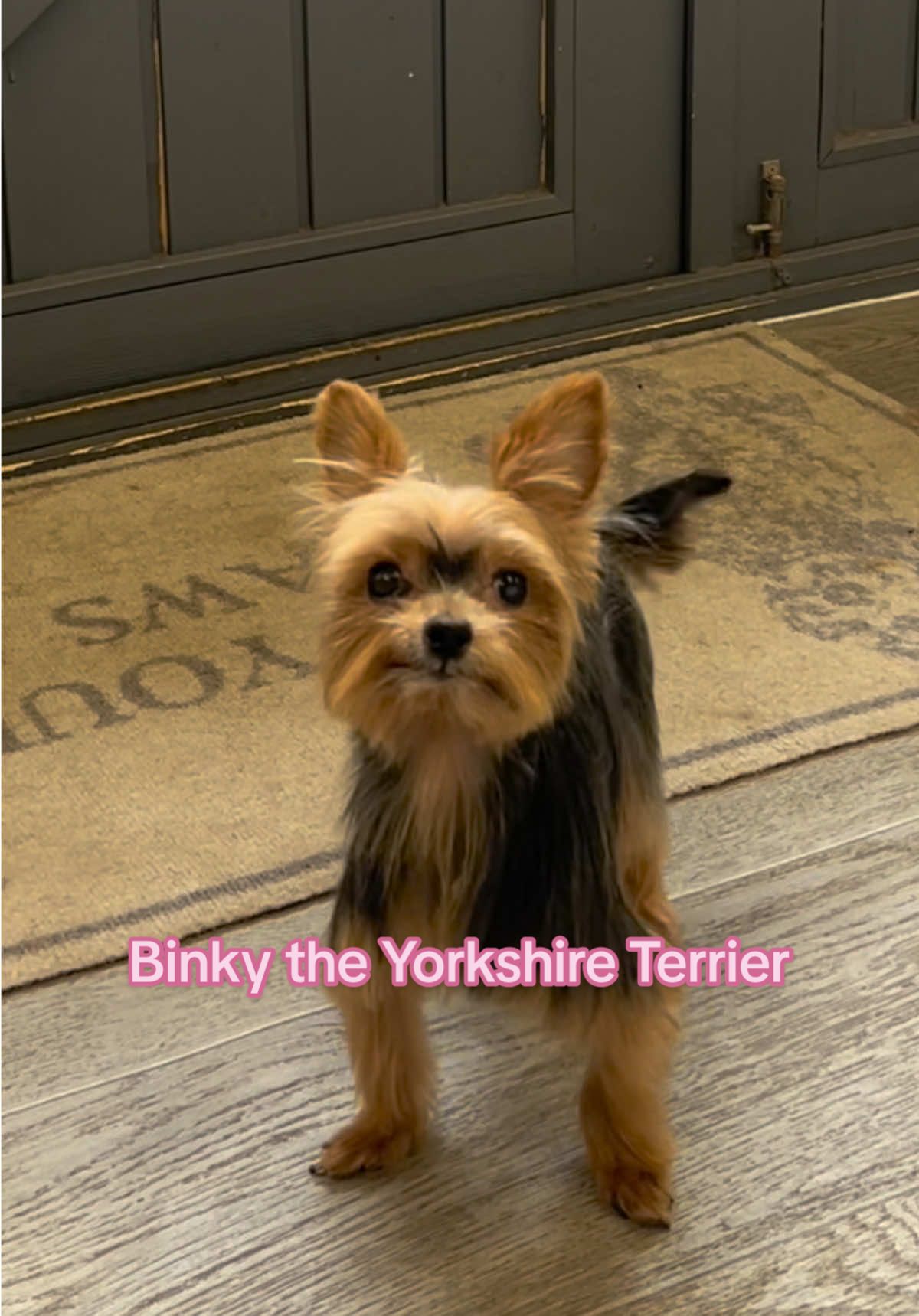 Come and groom Binky the teeny tiny Yorkshire Terrier 🥺❤️ #dogs #teacupyorkie #yorkshireterrier #doggrooming #tinydog 