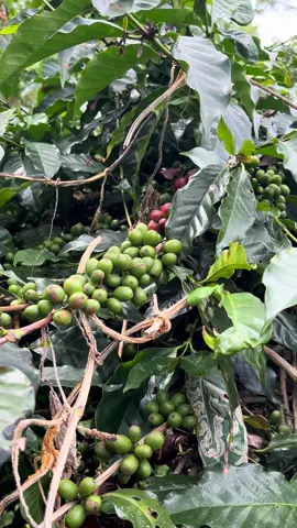 Kebun kopi arabika gayo takengon#takengon#aceh#kopigayo
