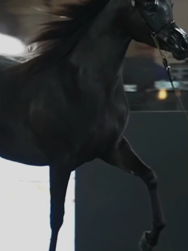 #ตามจังหวะ #CapCut فيني شموخ الخيل وفيني عناده وفيني عزه النفس حد السما وزياده#عشق_الخيل_ادمان 