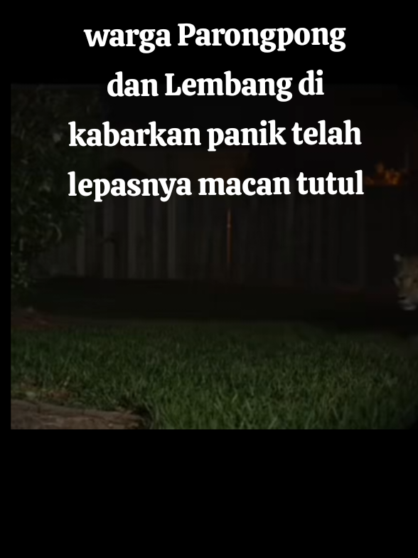 warga Parongpong dan Lembang di kabarkan panik  adanya hewan macan tutul kabur dari Lembang park and zoo🤭 #fyp #viral #lucu #lembang #beritatiktok 