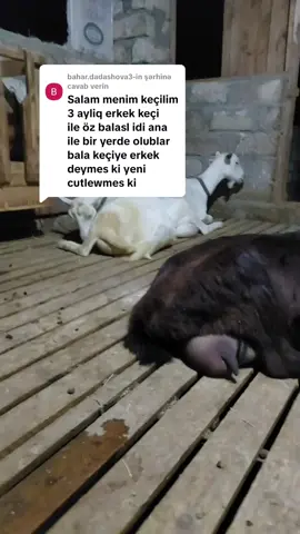 @bahar.dadashova3 adlı şəxsə cavab verilir #alpinkeçisi #kecisudu #keçisüdü #alpinegoat 