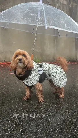 RAINY DAY WALK 🐾 #maltipoo #dog 