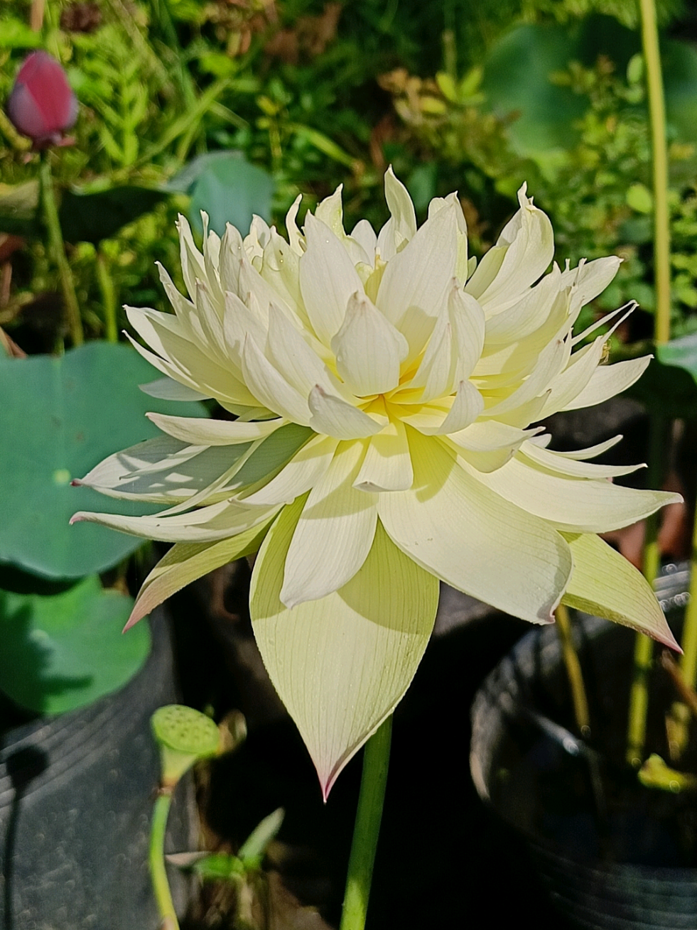 Sen Tần Hoài Yến Vũ  #minchangarden #lamvuon #sentanhoai 