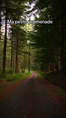 Ma petite balade de cet après-midi  🌸🌸 bonne soirée 😍😍#paysage #nature #wild #forest #photography 