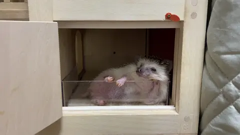 偉そうにしてるハリネズミ
