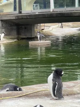 In my penguin era  #edinburghzoo #erastour #penguin  #taylorswift @Edinburgh zoo 