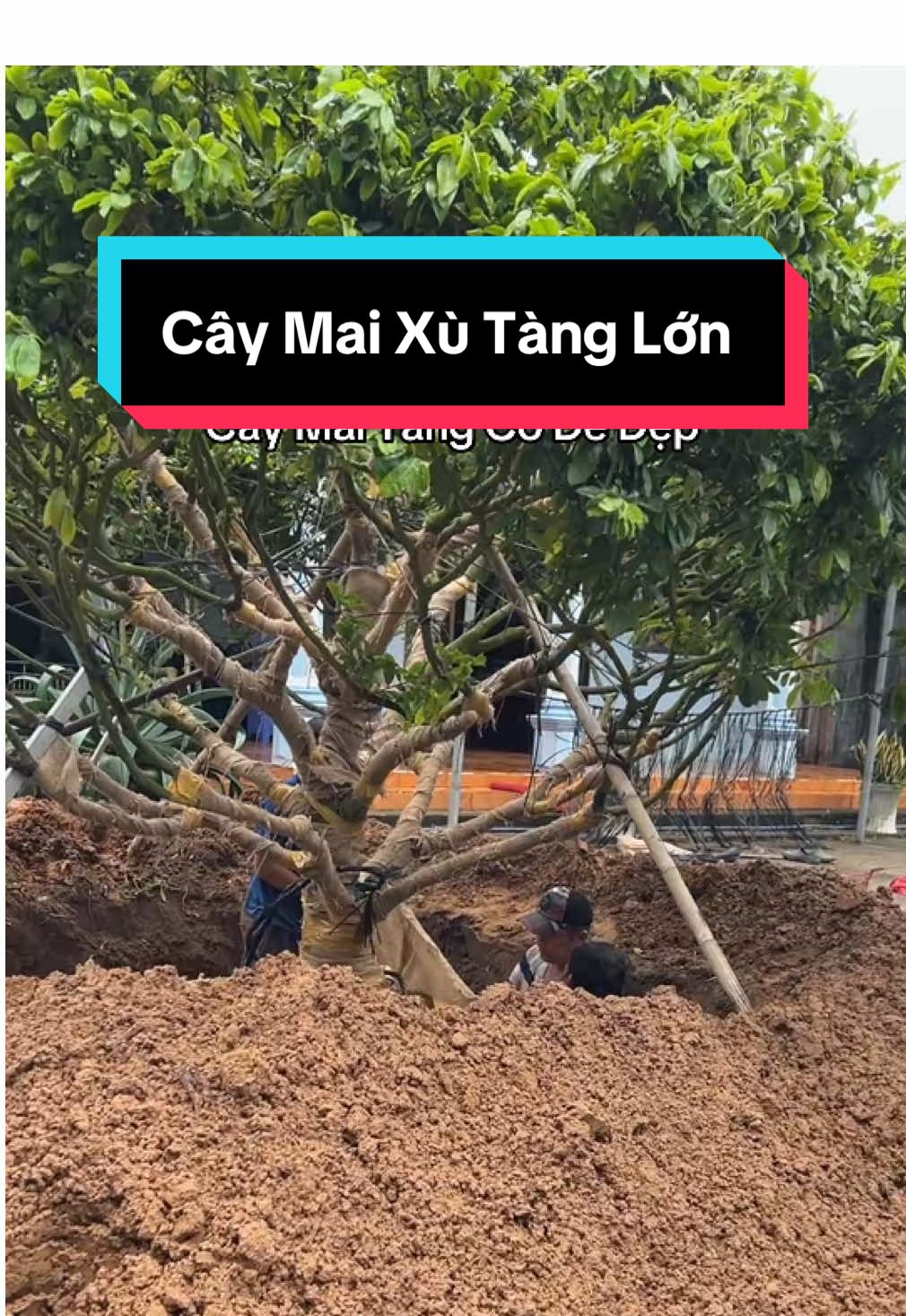 Chia sẻ anh em cây mai xù tàng lớn #thanhtam84 #maivangmientay #maivangmiennam #xuhuongtiktok #thinhhanh 