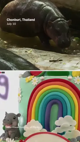 Reposting from @nytimes 📰 — Moo Deng, the pygmy hippopotamus who became an online sensation, just celebrated her first birthday at the Khao Kheow Open Zoo in Thailand! 🎉🦛💚 Unlike her giant hippo relatives, pygmy hippos are rare and endangered — with fewer than 3,000 left in the wild, mostly in the forests and swamps of West Africa. Every birth in captivity is an important step toward protecting the species. Moo Deng’s playful personality and endearing avocado-like charm captured hearts around the world, but her story also reminds us of the crucial role zoos play in conservation and education. Beyond the cuteness, she represents hope for a species fighting for survival. 🌍✨ Here’s to Moo Deng’s milestone — may her story inspire us to care for the many other creatures who quietly depend on us for their future. #MooDeng #PygmyHippo #WildlifeConservation #CrittersAndCultures #EndangeredSpecies #ZooConservation #AnimalStories #HopeForWildlife #ThailandZoo