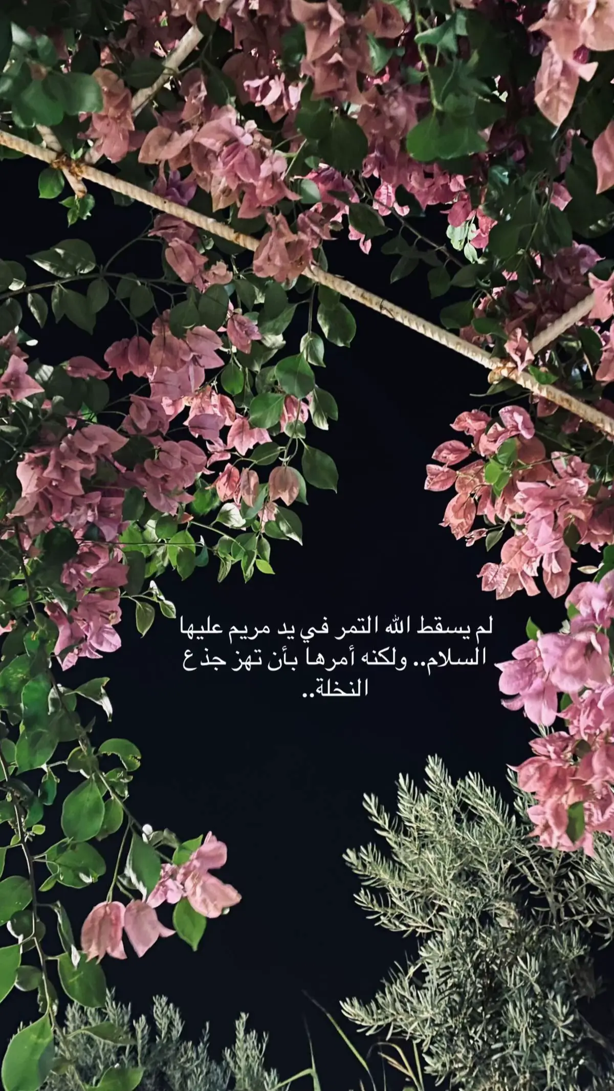 #اكسبلور #عشوايات #هواجيس 