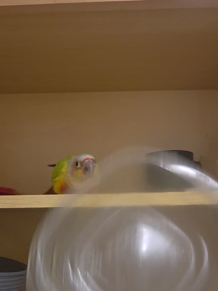 #bird #animals #pet #PetsOfTikTok #pets 