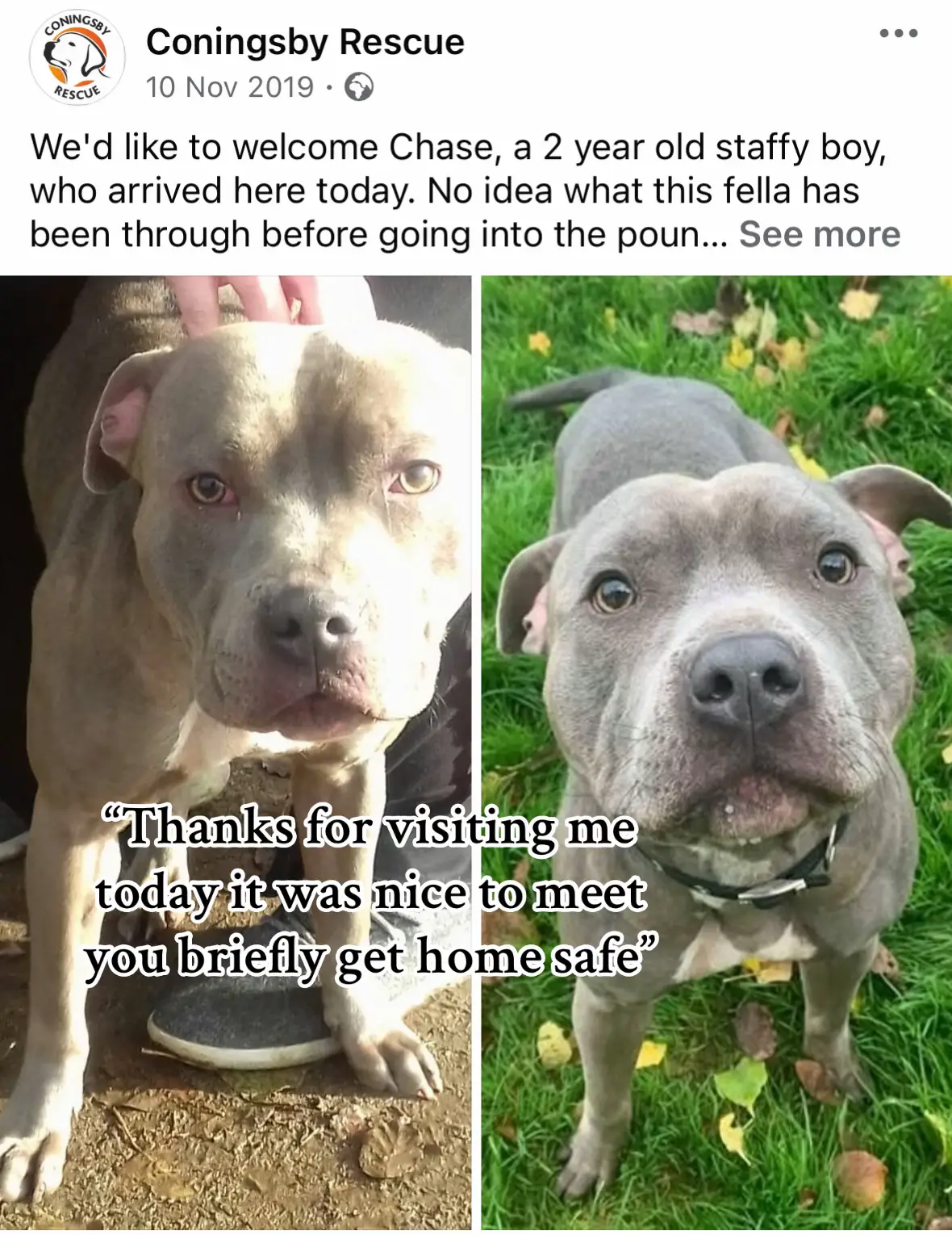 #adoptdontshop  #rescuedog  #staffordshirebullterrier 