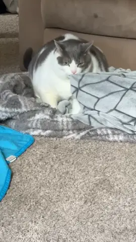 Just a large gremlin making my daily (aka multiple times) aggressive biscuits!!! #gremlin #biscuitmachine #lazycat #my28poundcat #fatcatsoftiktok #fatboy #biscuits #loungingloaf #fatcatsoftiktok #fatcat #fatcatchronicles 