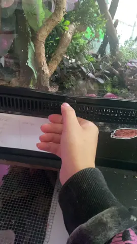 Tokay gecko vicious attack on owner #tokaygecko #lizard #reptile #pet #viral 